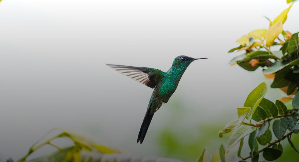 Mejores prácticas para recibir a los visitantes internacionales de la COP16