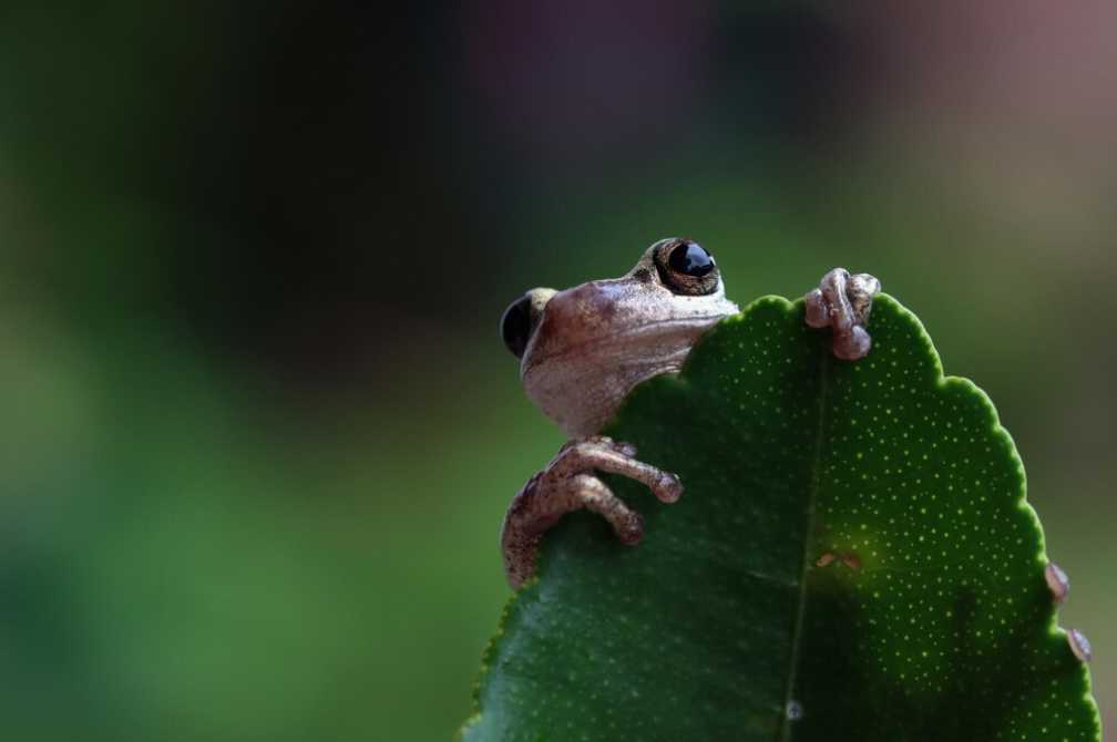 WWF BIODIVERSITY GUIDE FOR BUSSINESS