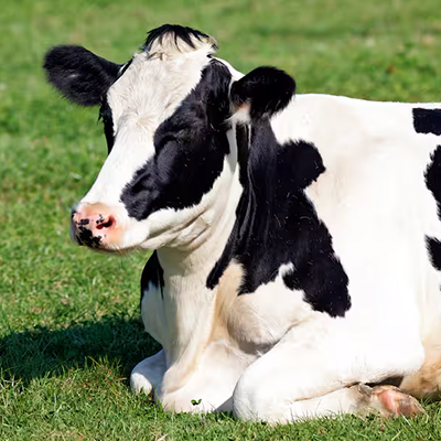 ¿Qué tiene que ver el estado de un bosque o una vaca con su salud?