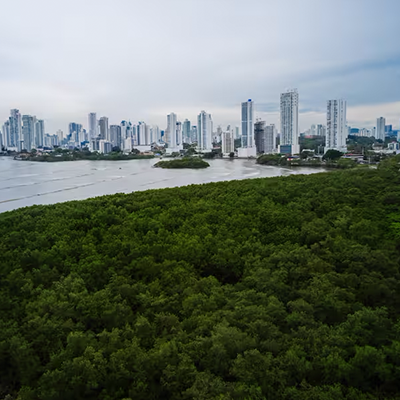 Los manglares: cuna de biodiversidad costera y aliados en la lucha climática