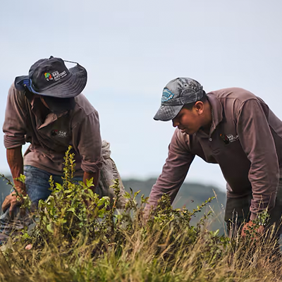 Fundación Grupo Argos ha sembrado más de cinco millones de árboles nativos en Colombia